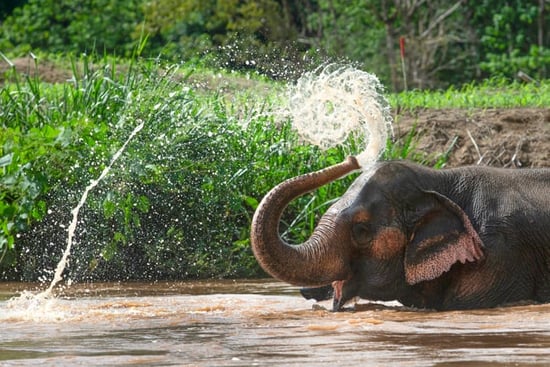 Happy Elephant