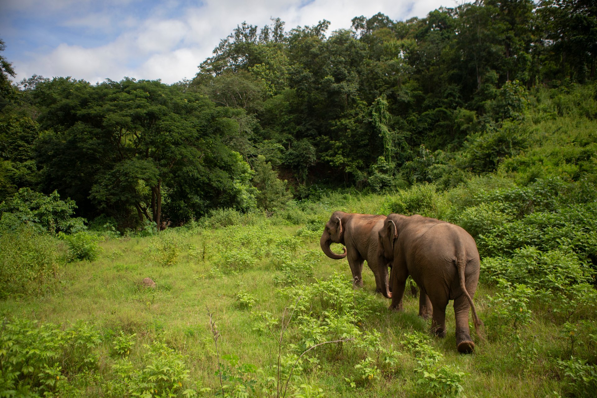 Elephant_BEES